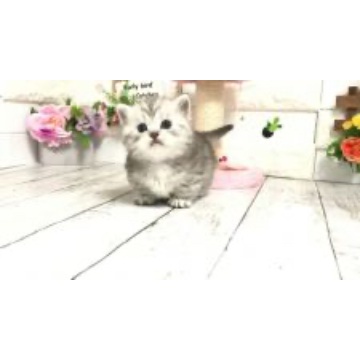 animal_image