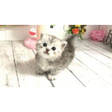 animal_image
