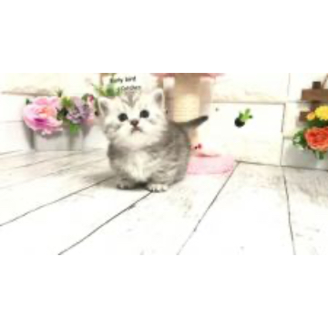 animal_image
