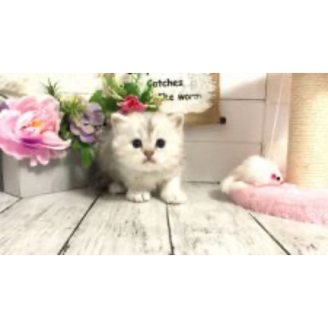 animal_image