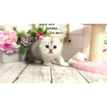 animal_image