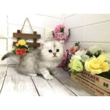 animal_image