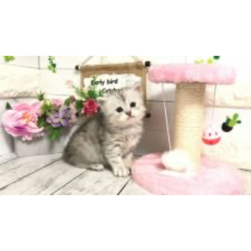 animal_image