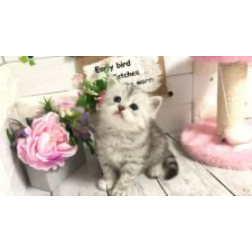 animal_image