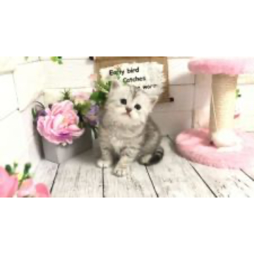 animal_image