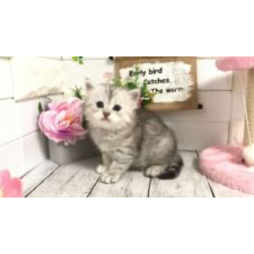 animal_image