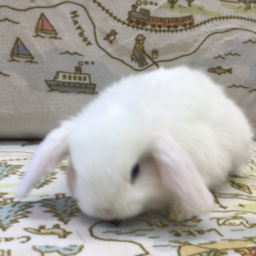 animal_image