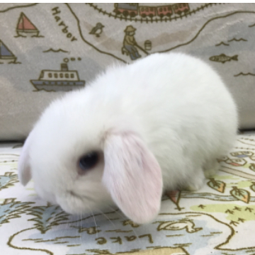 animal_image