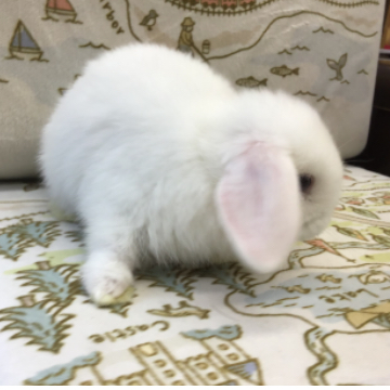animal_image