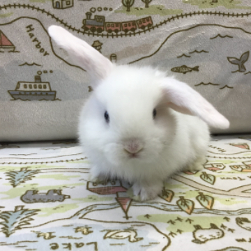 animal_image