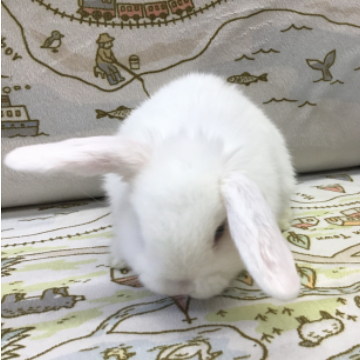 animal_image