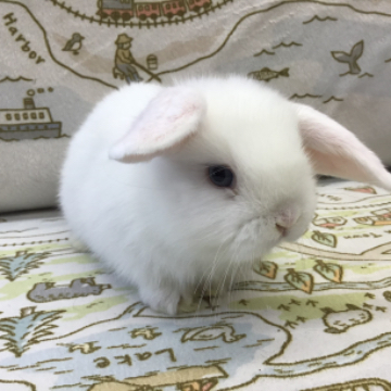 animal_image