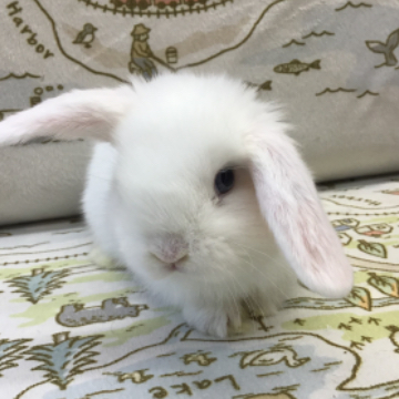 animal_image