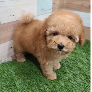 animal_image