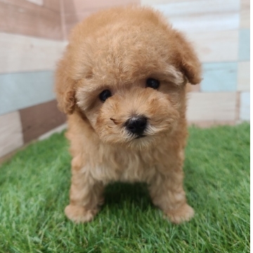animal_image