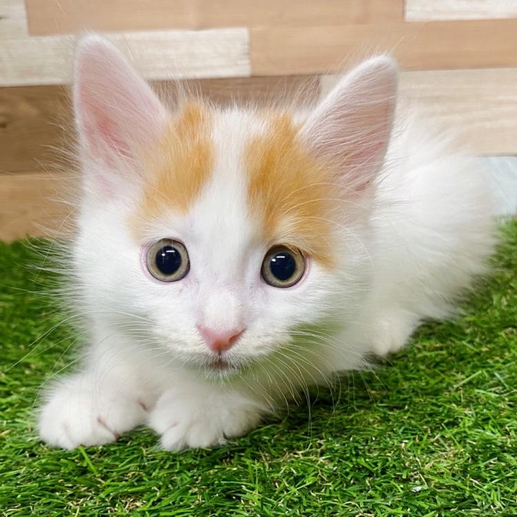 animal_image