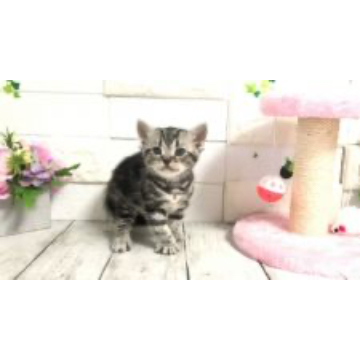 animal_image