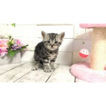 animal_image