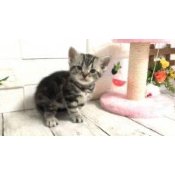 animal_image