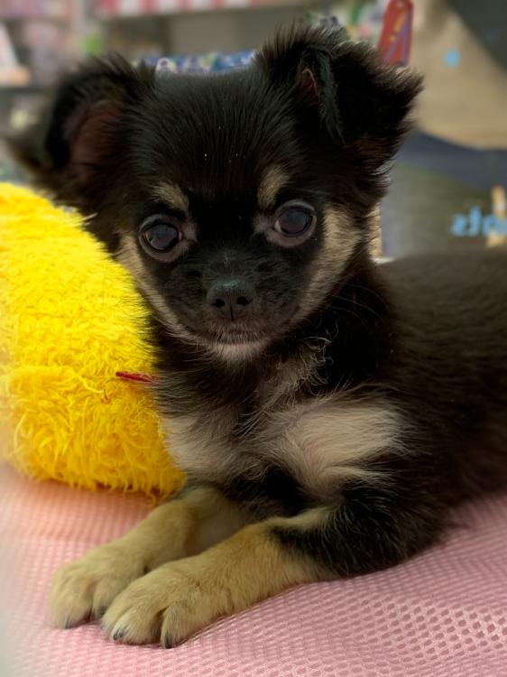 animal_image