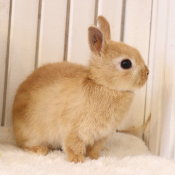 animal_image