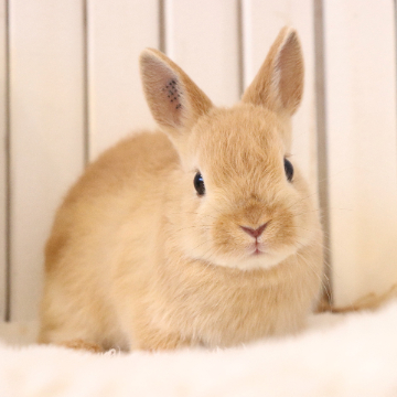 animal_image