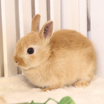 animal_image