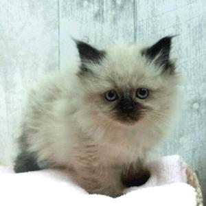 animal_image