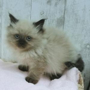 animal_image