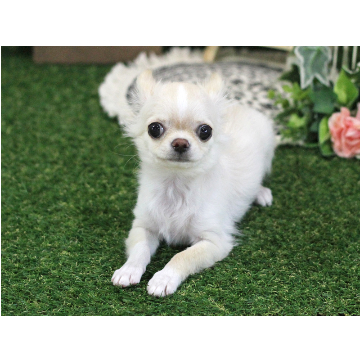 animal_image
