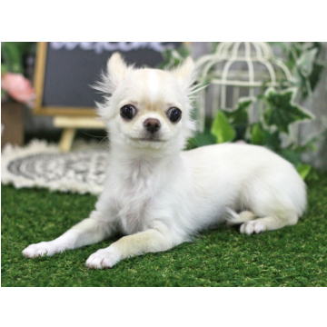 animal_image