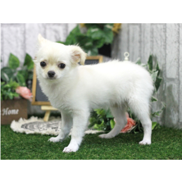animal_image