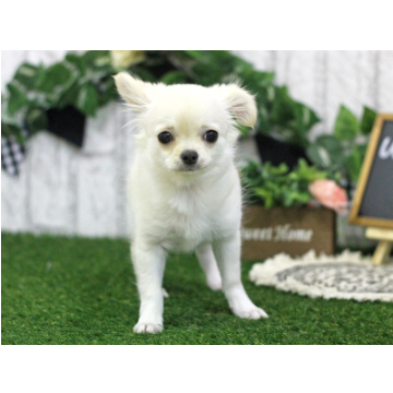 animal_image