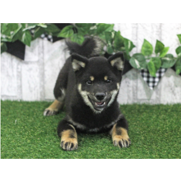 animal_image