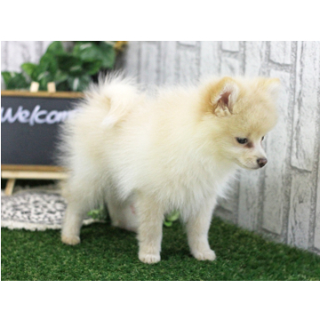 animal_image