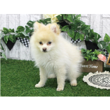 animal_image
