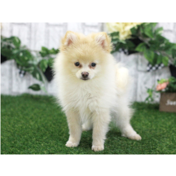 animal_image