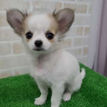 animal_image
