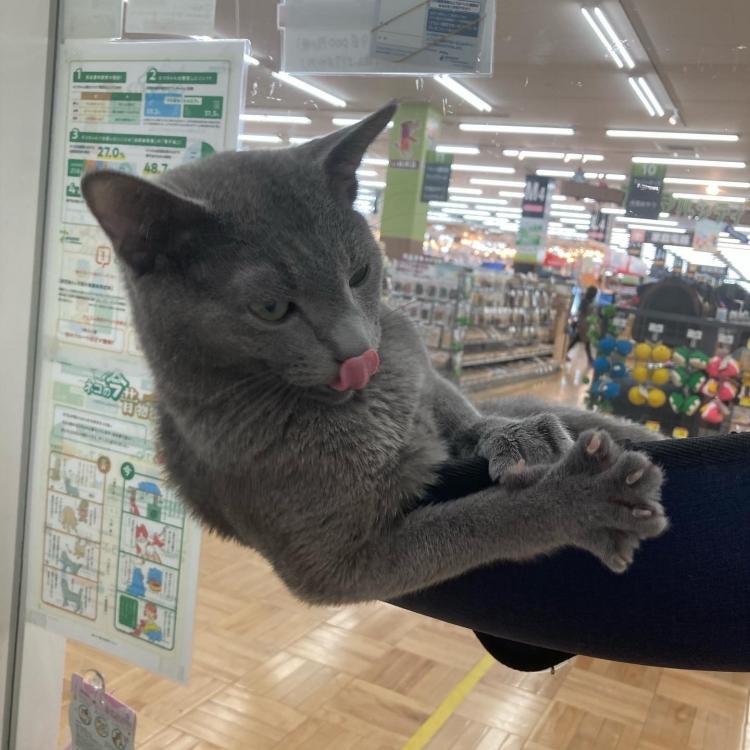 animal_image