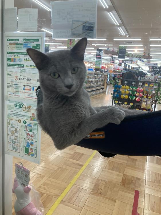 animal_image