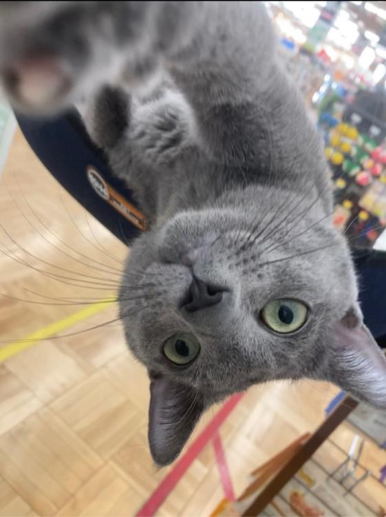 animal_image