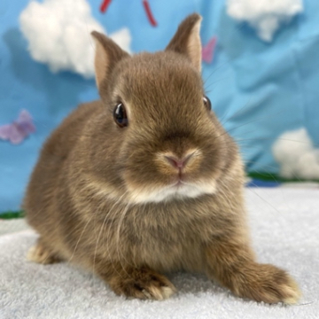 animal_image