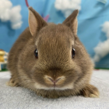 animal_image