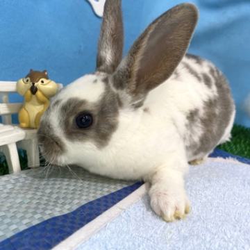 うさぎ専門店 Dan S Houseのミニレッキスの詳細 ハローべいびぃ