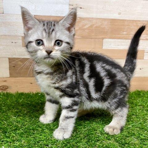 animal_image