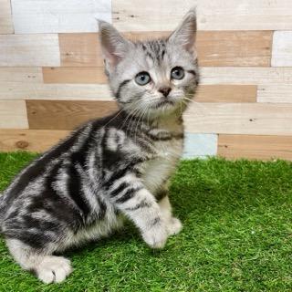 animal_image