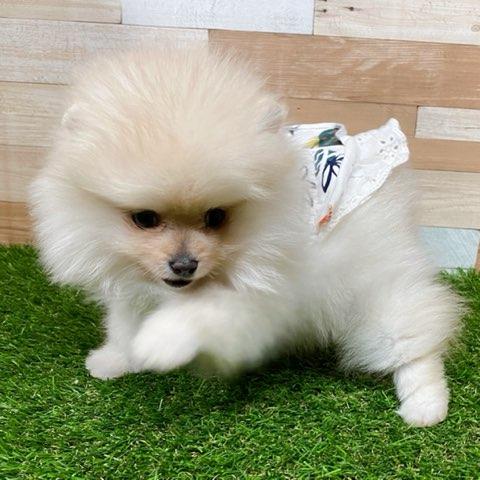 animal_image