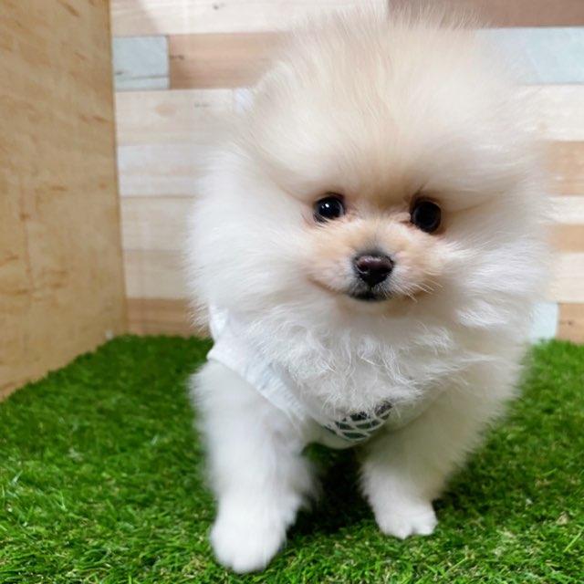 animal_image