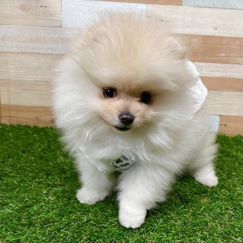 animal_image
