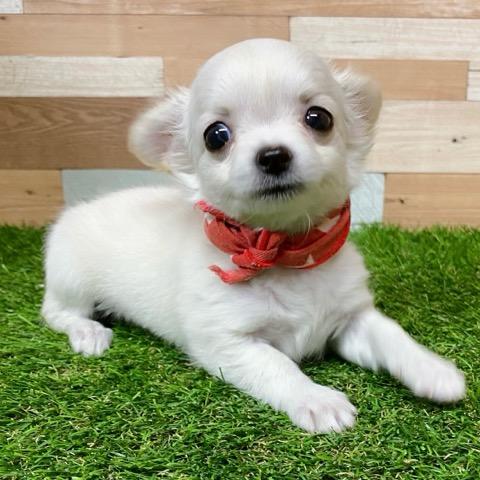 animal_image